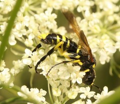 Tenthredo marginella