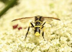 Tenthredo marginella