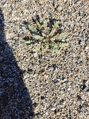 Chylismia claviformis