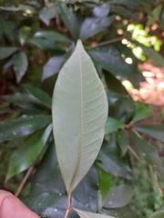 Englerophytum natalense