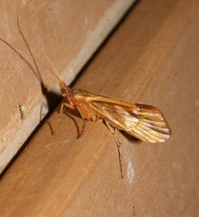 Platycentropus radiatus