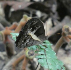 Posttaygetis penelea