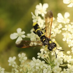 Tenthredo marginella