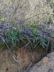 Dudleya lanceolata
