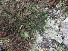 Erica cinerea