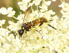 Tenthredo marginella