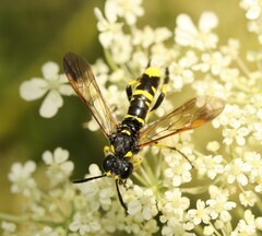 Tenthredo marginella
