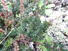 Erica cinerea