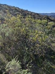 Quercus × acutidens
