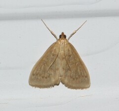 Framinghamia helvalis