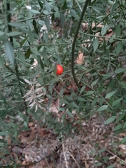 Ruscus