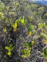 Quercus × acutidens