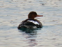 Mergus serrator
