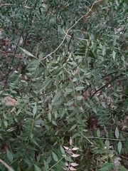Ruscus