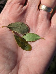 Quercus × acutidens