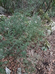 Ruscus