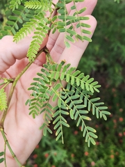 Prosopis pallida