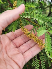 Prosopis pallida