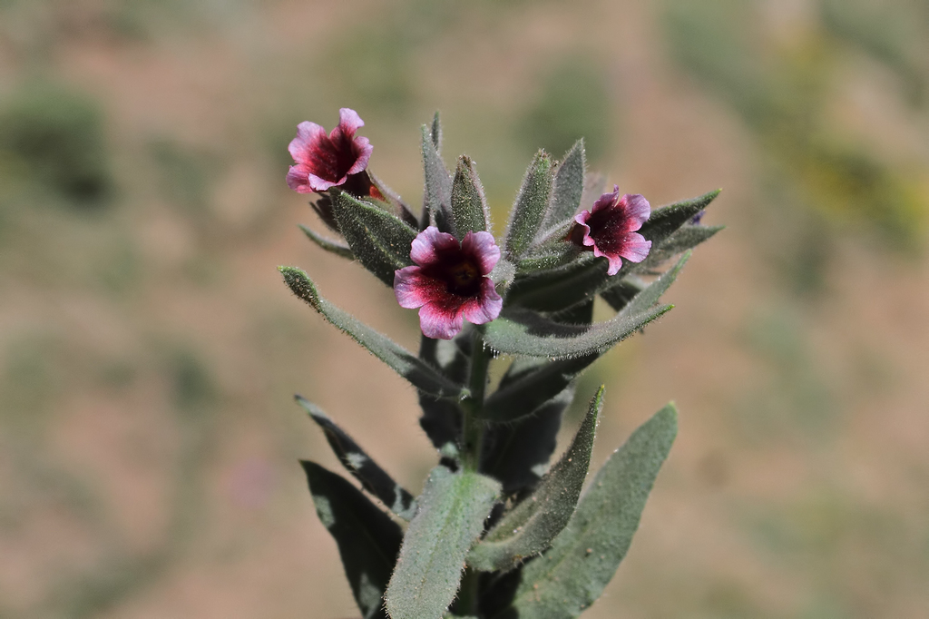 Nonea macrantha