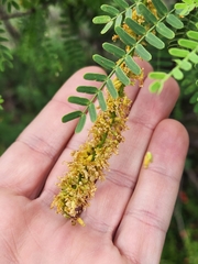 Prosopis pallida