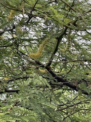 Prosopis pallida