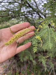 Prosopis pallida