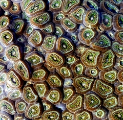 Zoanthus sansibaricus