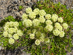 Eriogonum umbellatum