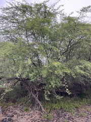 Prosopis pallida