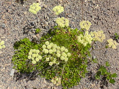 Eriogonum umbellatum