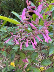Salvia coccinea