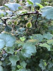 Ribes californicum