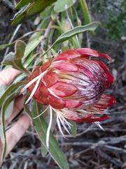 Protea susannae