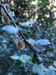 Ribes californicum