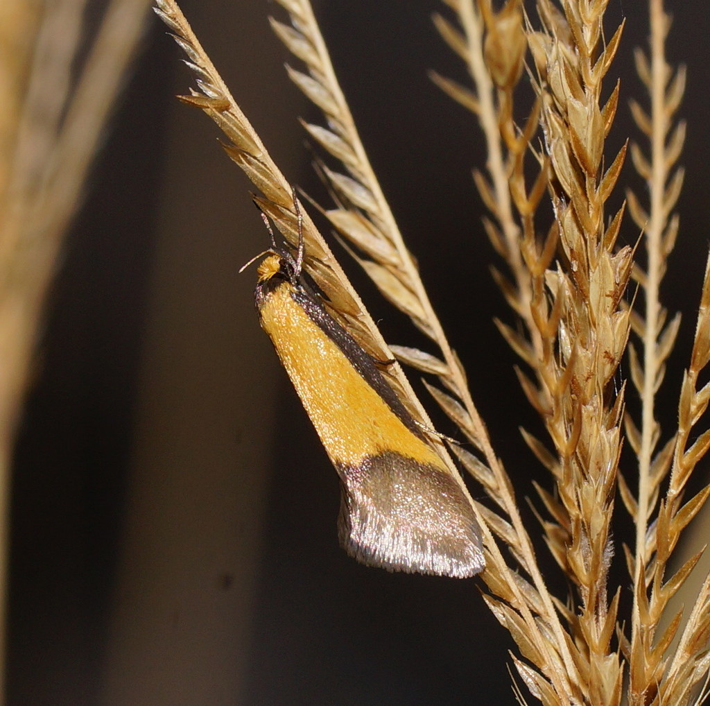 Purple-sheen Concealer Moth