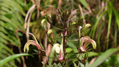 Lobelia digitalifolia