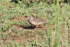 Galerida modesta
