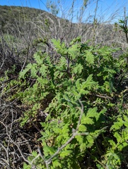 Phacelia ramosissima