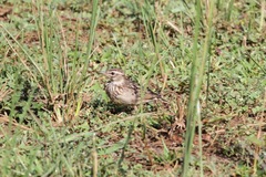 Galerida modesta