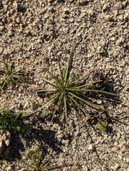 Chaenactis glabriuscula