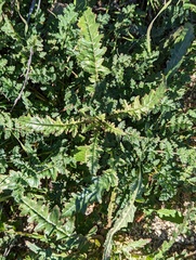 Eulobus californicus