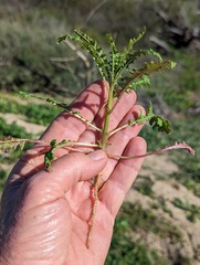 Eulobus californicus