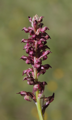 Anacamptis coriophora