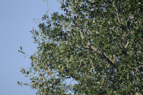 Cuban Oak (Quercus sagraeana)