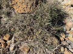 Sporobolus virginicus