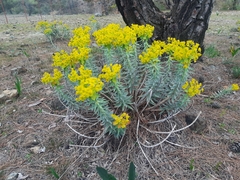 Euphorbia rigida