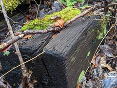 Callicladium imponens