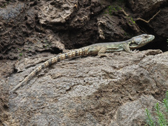 Pseudocordylus subviridis