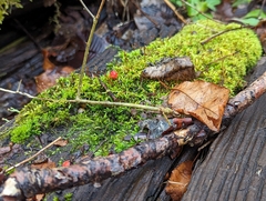 Callicladium imponens