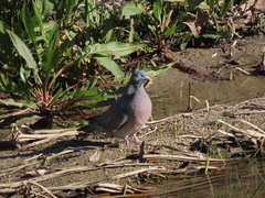 Columba palumbus